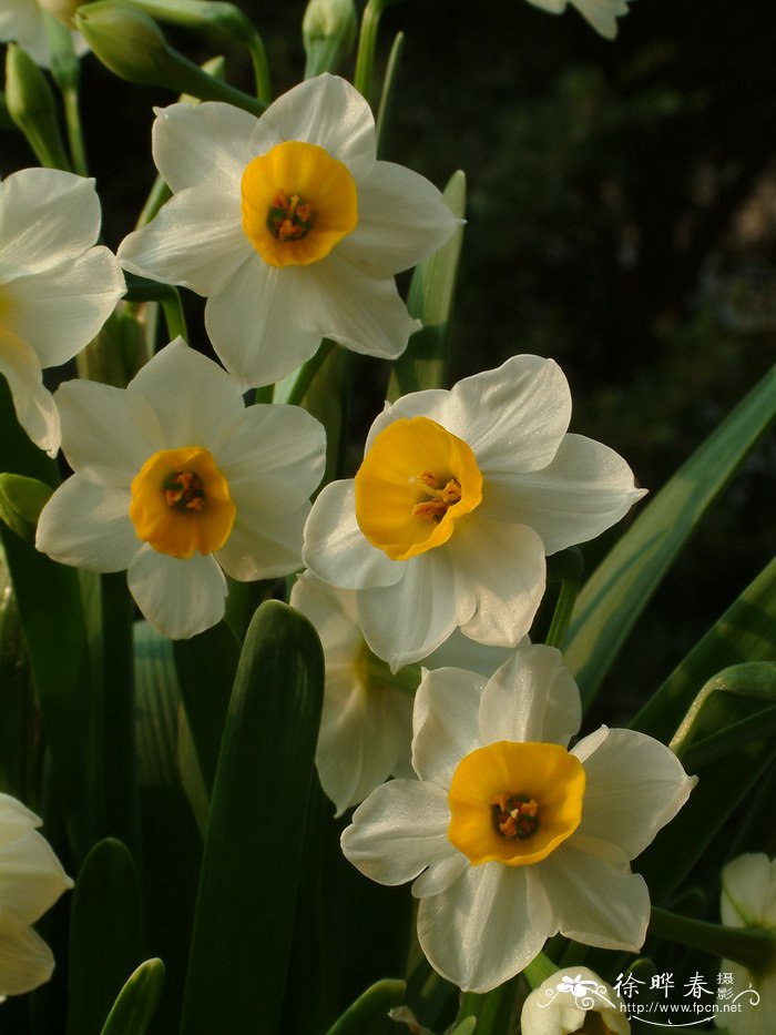 水仙Narcissus tazetta var.chinensis