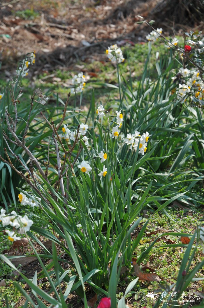 水仙Narcissus tazetta var.chinensis
