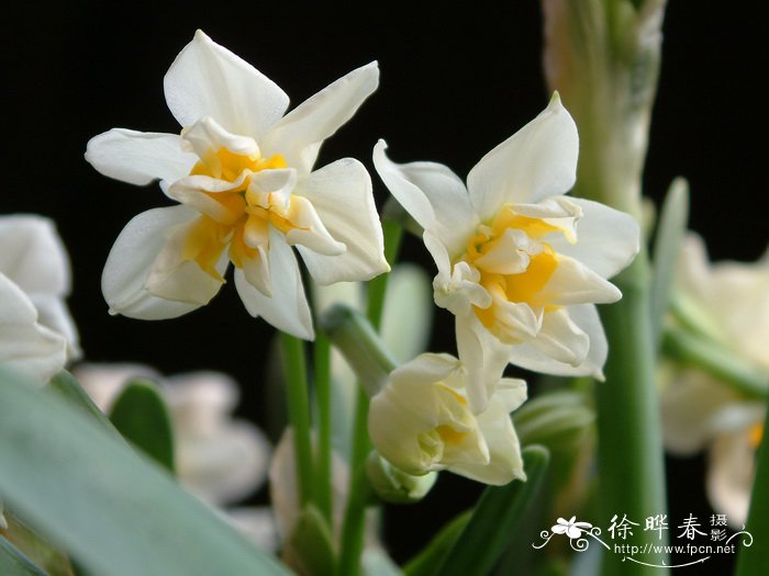 水仙Narcissus tazetta var.chinensis