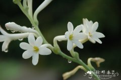 晚香玉Polianthes tuberosa