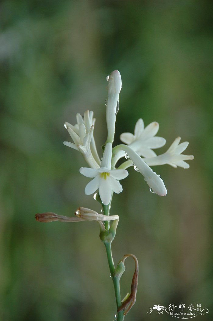 晚香玉Polianthes tuberosa