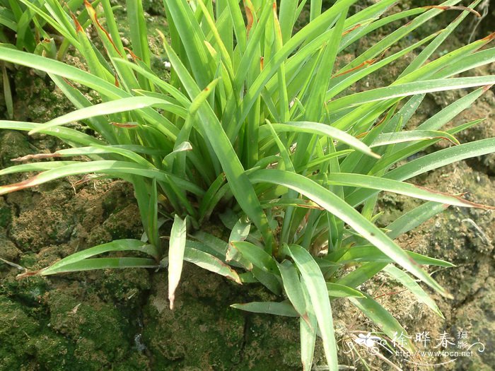 晚香玉Polianthes tuberosa