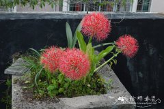 网球花Scadoxus multiflorus