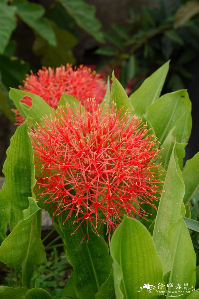 网球花Scadoxus multiflorus