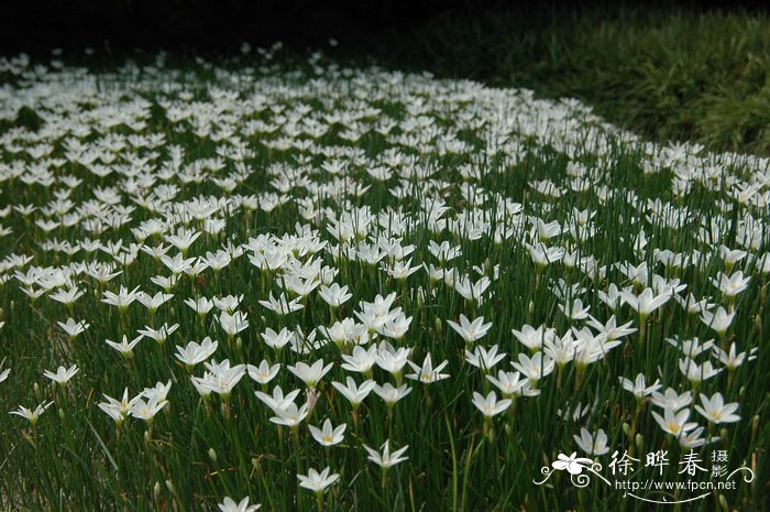 葱兰Zephyranthes candida