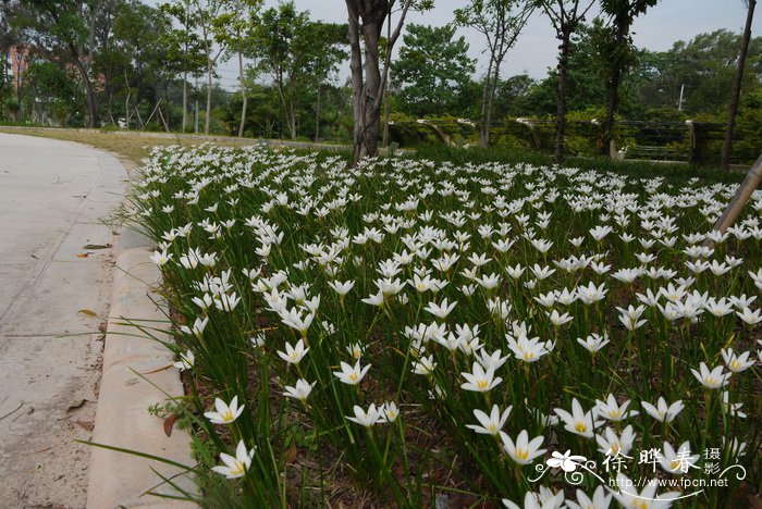 葱兰Zephyranthes candida