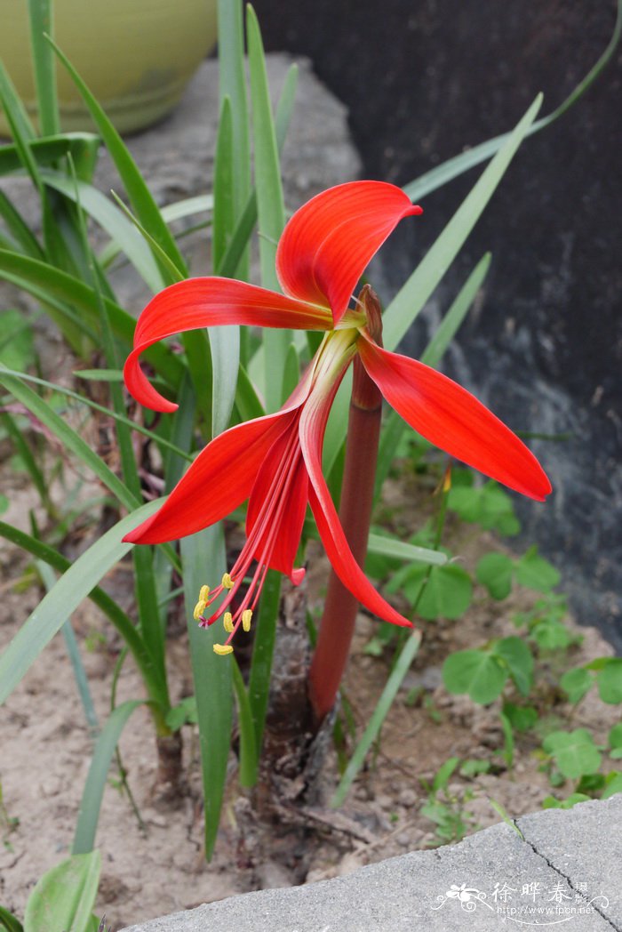 燕子水仙Sprekelia formosissima