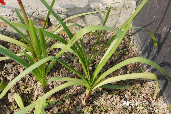 燕子水仙Sprekelia formosissima