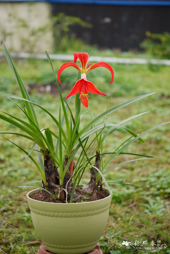 燕子水仙Sprekelia formosissima