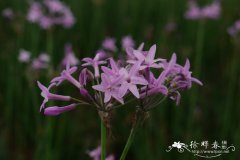 紫娇花Tulbaghia violacea