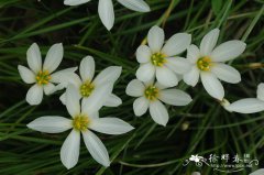 葱兰Zephyranthes candida