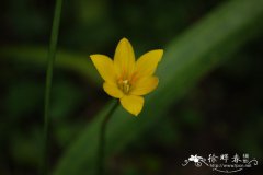 黄花葱兰Zephyranthes citrina