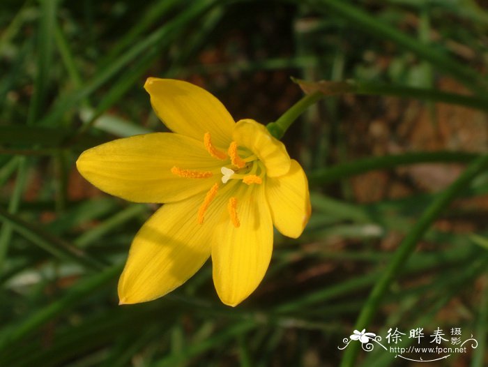 黄花葱兰Zephyranthes citrina