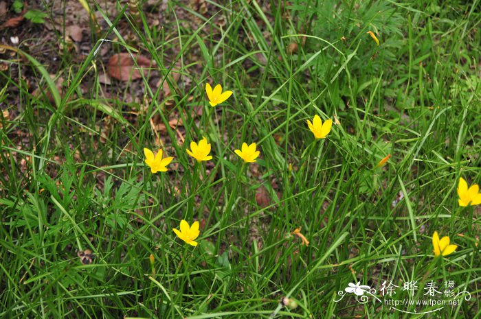 黄花葱兰Zephyranthes citrina
