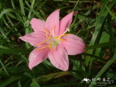 韭兰Zephyranthes carinata