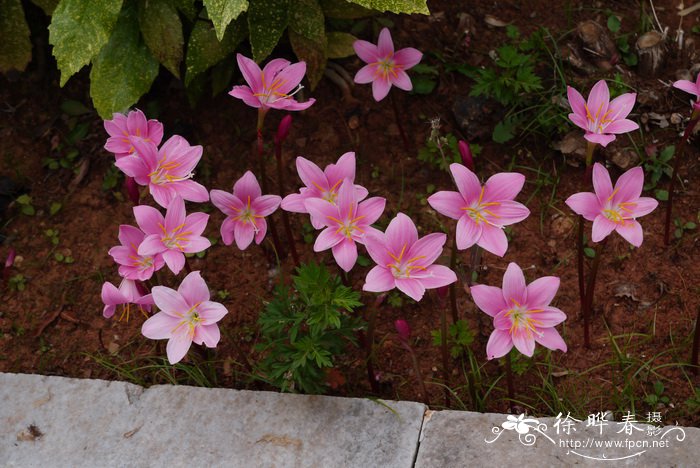 韭兰Zephyranthes carinata