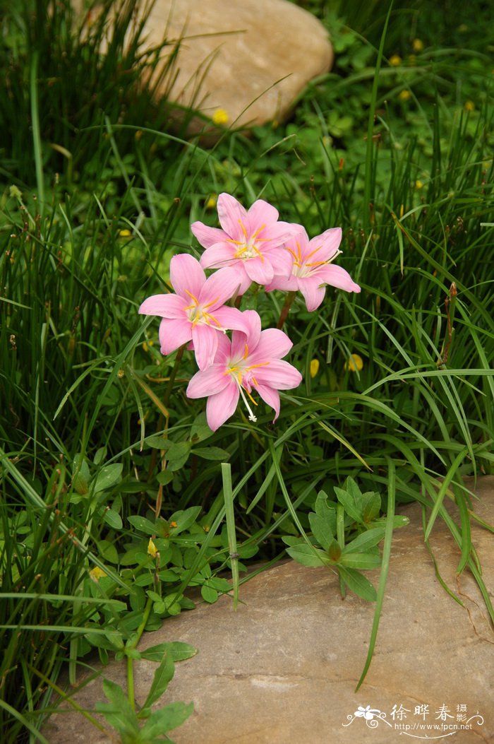 韭兰Zephyranthes carinata