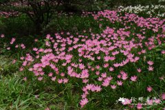 小韭兰Zephyranthes rosea