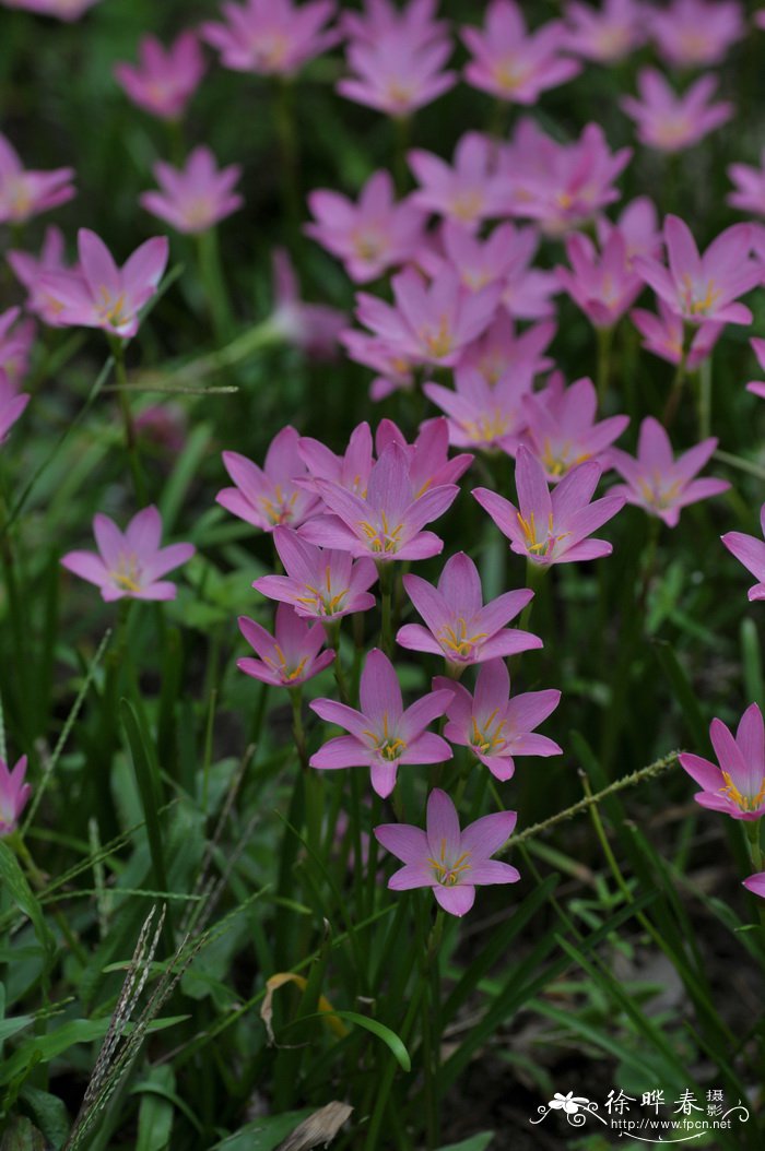 小韭兰Zephyranthes rosea