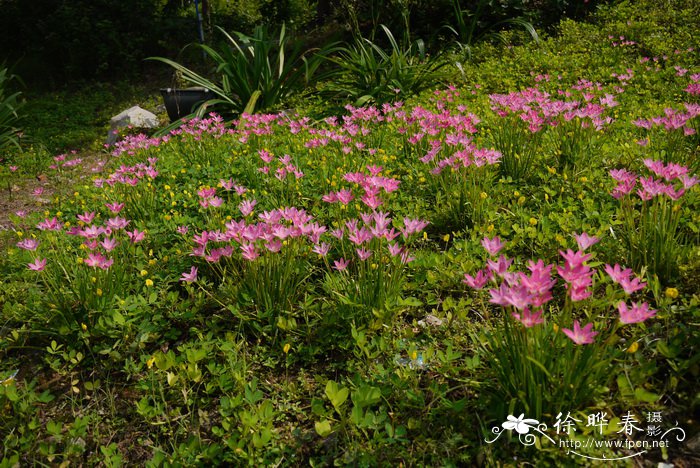 小韭兰Zephyranthes rosea