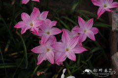 杂交韭兰Zephyranthes spp.