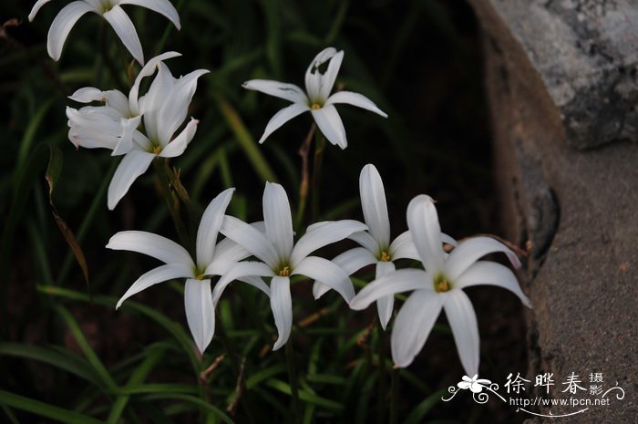 杂交韭兰Zephyranthes spp.