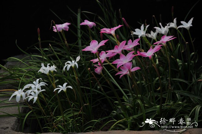 杂交韭兰Zephyranthes spp.