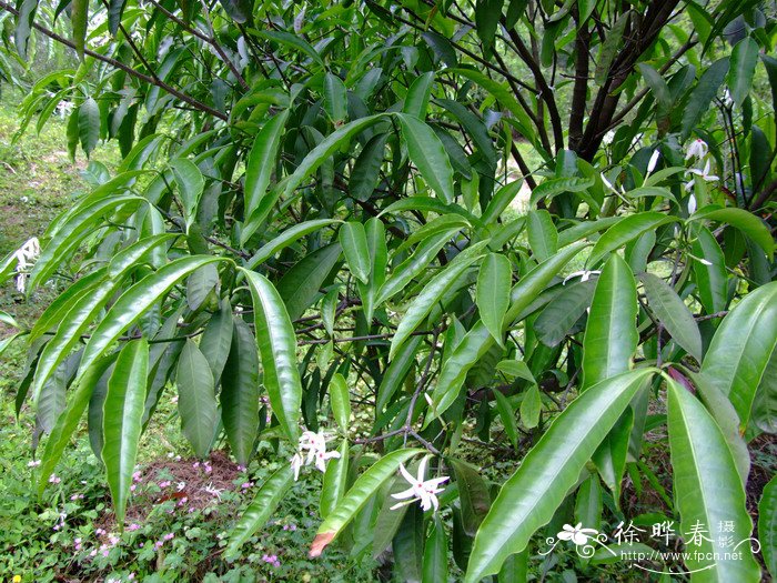 蕊木Kopsia arborea