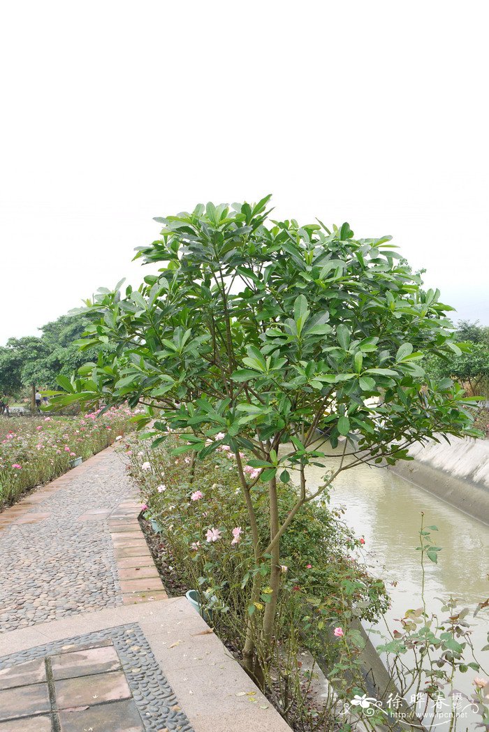 古城玫瑰树Ochrosia elliptica