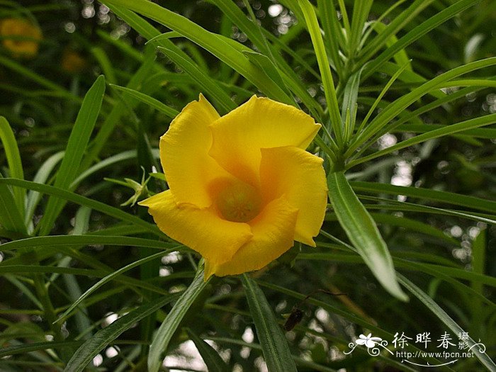 黄花夹竹桃Thevetia peruviana