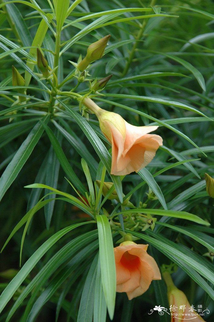 红酒杯花Thevetia peruviana ‘Aurantiaca’