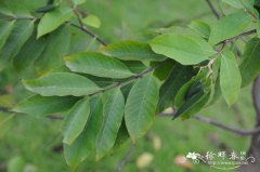 倒吊笔Wrightia pubescens