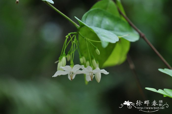 泰国倒吊笔Wrightia religiosa