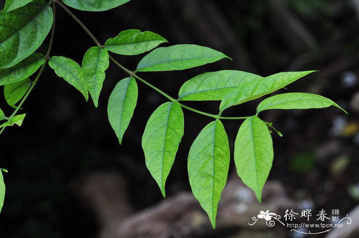 泰国倒吊笔Wrightia religiosa