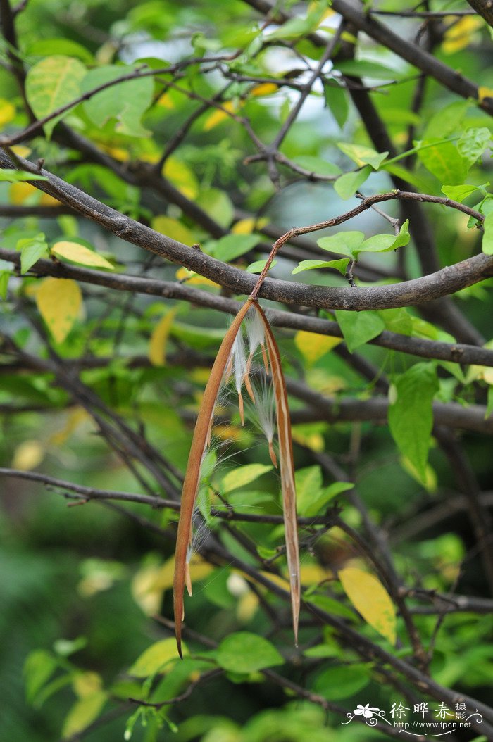 泰国倒吊笔Wrightia religiosa