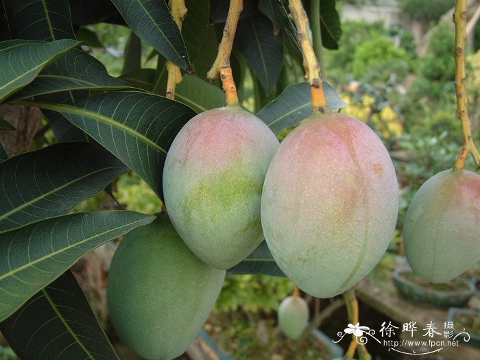 杧果Mangifera indica