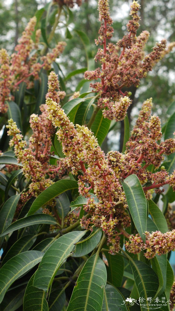 杧果Mangifera indica