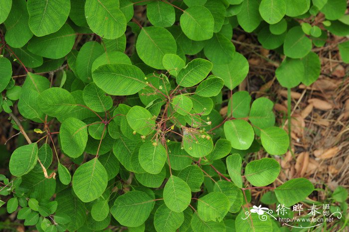 毛黄栌Cotinus coggygria var. pubescens