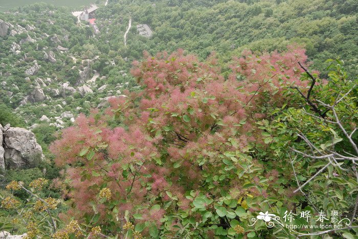 毛黄栌Cotinus coggygria var. pubescens