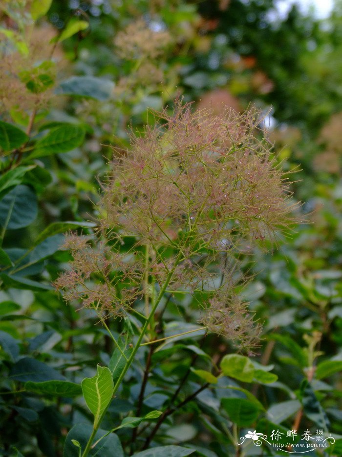 黄栌Cotinus coggygria