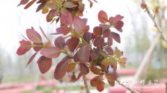 火焰黄栌 Cotinus coggygria ‘Flame’