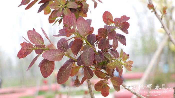 火焰黄栌 Cotinus coggygria ‘Flame’