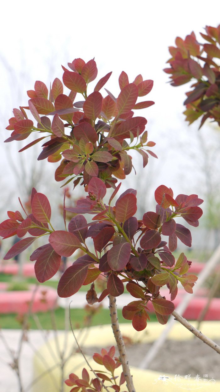 火焰黄栌 Cotinus coggygria ‘Flame’