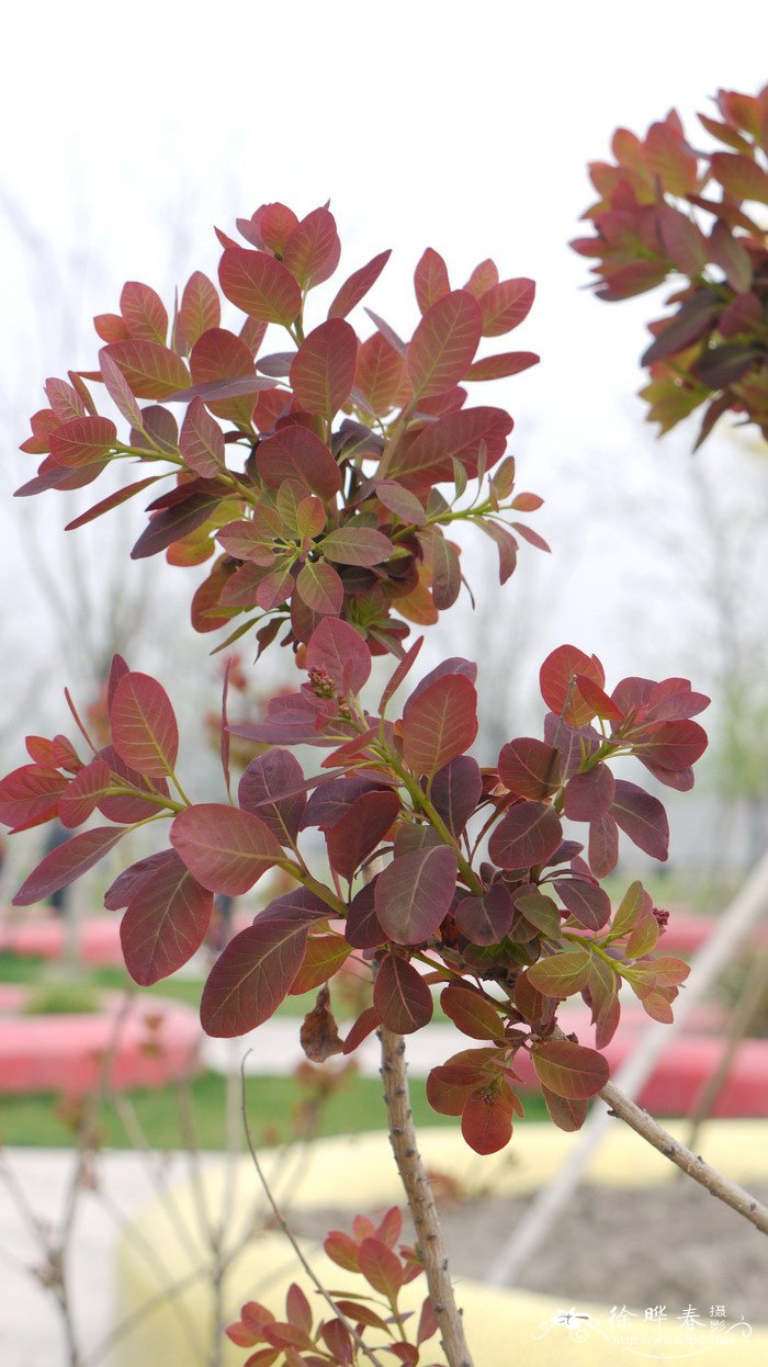 火焰黄栌Cotinus coggygria ‘Flame’