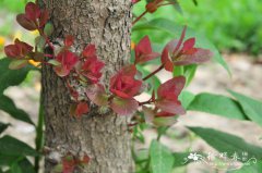 深紫美国红栌Cotinus coggygria ‘Royal purple’