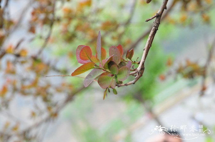 深紫美国红栌Cotinus coggygria ‘Royal purple’