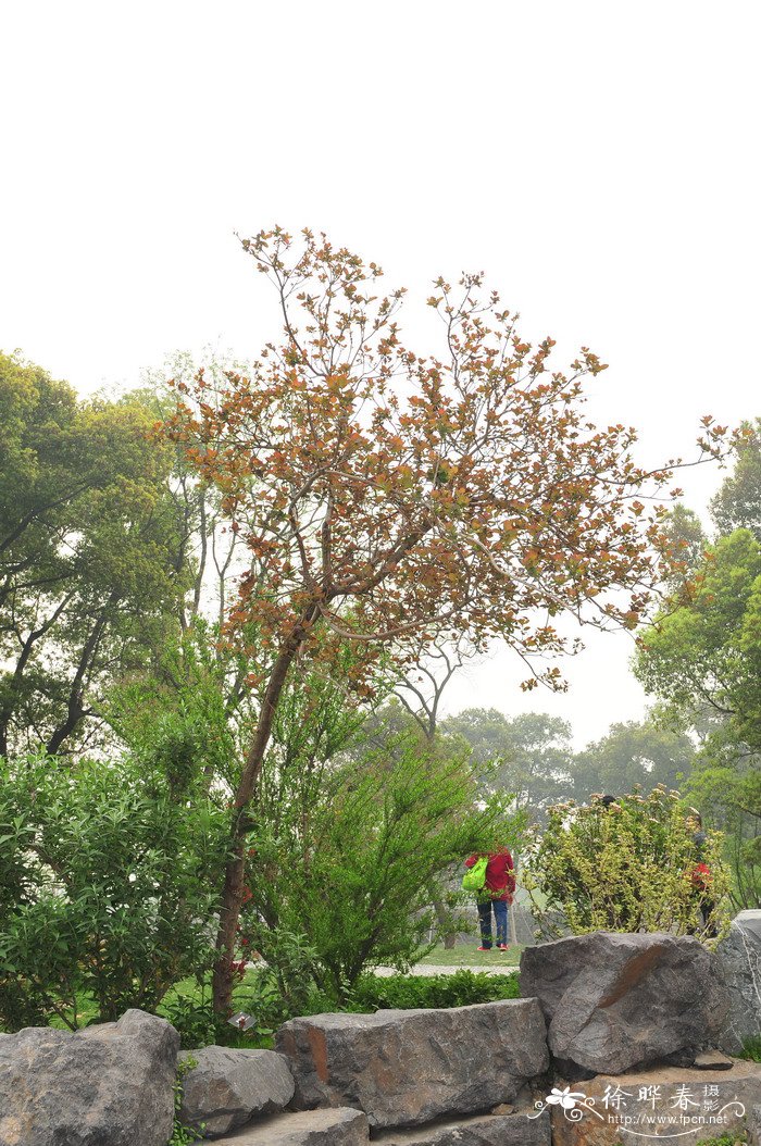 深紫美国红栌Cotinus coggygria ‘Royal purple’