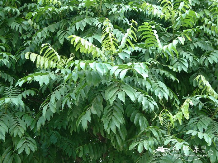 人面子Dracontomelon duperreanum