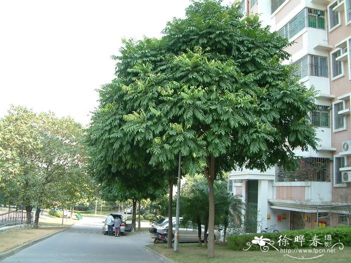人面子Dracontomelon duperreanum