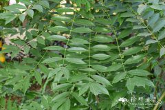 南洋橄榄Spondias dulcis